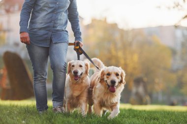 Kadın parkta iki Golden Retriever köpeğiyle yürüyüşe çıktı..