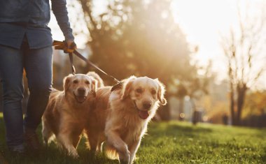 İnanılmaz güneş ışığı. Kadın parkta iki Golden Retriever köpeğiyle yürüyüşe çıktı..