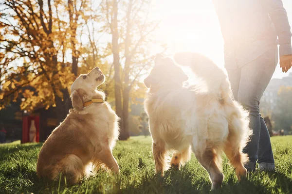 Que Raio Sol Incrível Mulher Tem Passeio Com Dois Cães — Fotografia de Stock