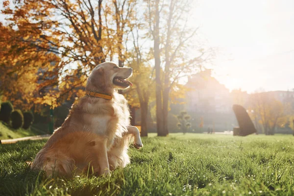 Прекрасное Солнце Две Красивые Собаки Золотистые Ретриверы Прогуливаются Парку Вместе — стоковое фото