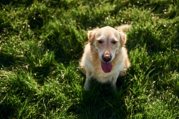 Bovenaanzicht Mooie Golden Retriever Hond Hebben Een Wandeling Buiten Het — Stockfoto