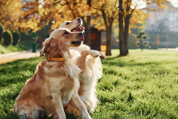 Dwa Piękne Psy Golden Retriever Spacerują Razem Parku — Zdjęcie stockowe