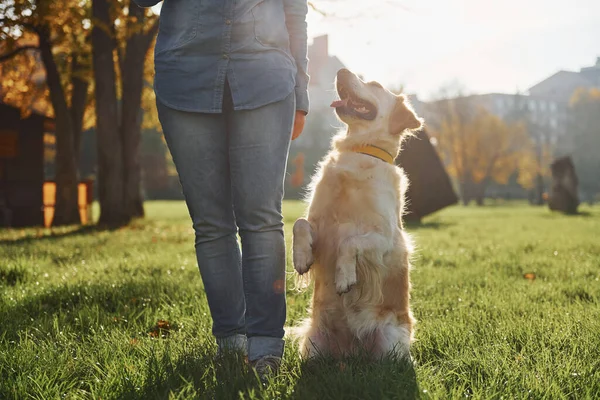 Egy Fiatal Sétál Golden Retrieverrel Parkban — Stock Fotó