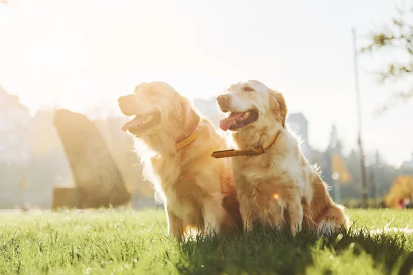 Prachtige Zon Twee Prachtige Golden Retriever Honden Wandelen Samen Het — Stockfoto