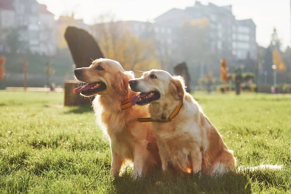 Dwa Piękne Psy Golden Retriever Spacerują Razem Parku — Zdjęcie stockowe