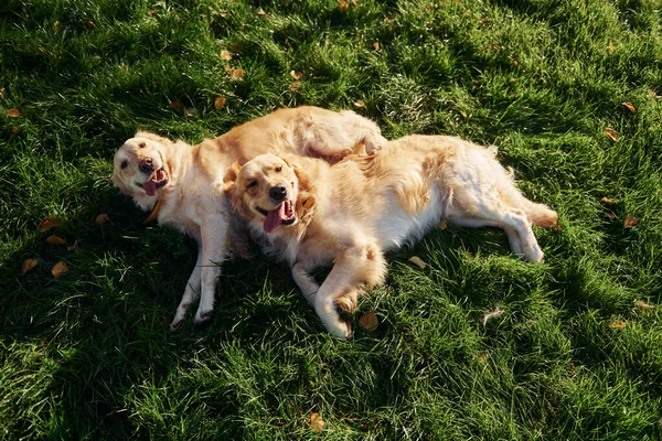 Lying Grass Two Beautiful Golden Retriever Dogs Have Walk Outdoors — Stock Photo, Image