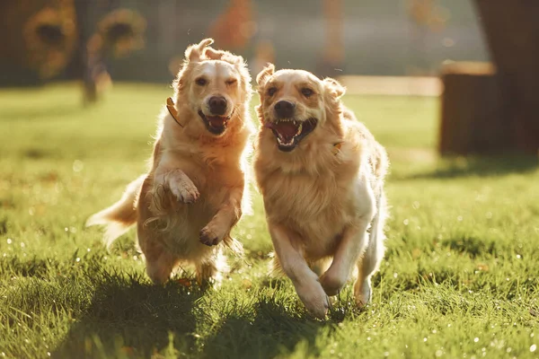 Courir Ensemble Deux Beaux Chiens Golden Retriever Font Une Promenade — Photo