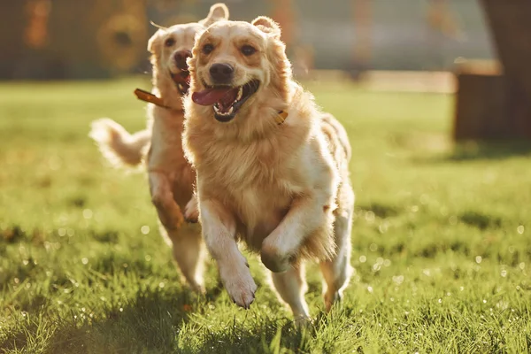 Бегать Вместе Две Красивые Собаки Золотистые Ретриверы Прогуливаются Парку Вместе — стоковое фото