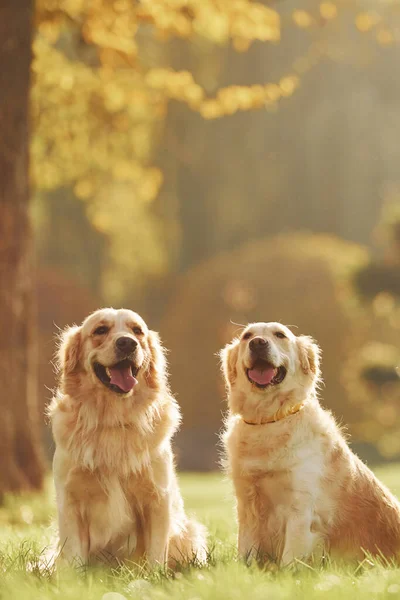 Deux Beaux Chiens Golden Retriever Font Une Promenade Plein Air — Photo