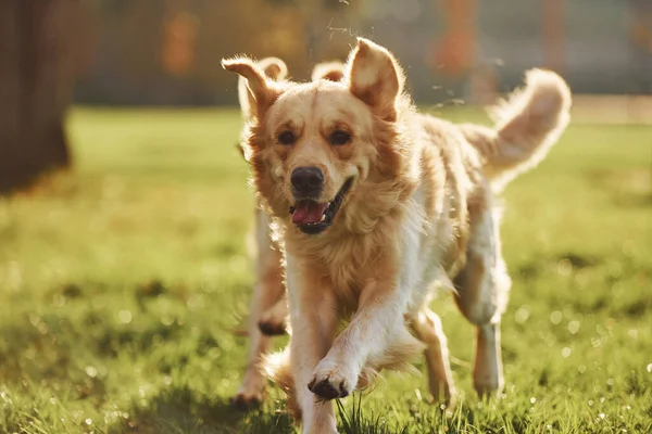 Correre Insieme Due Bellissimi Cani Golden Retriever Hanno Una Passeggiata — Foto Stock