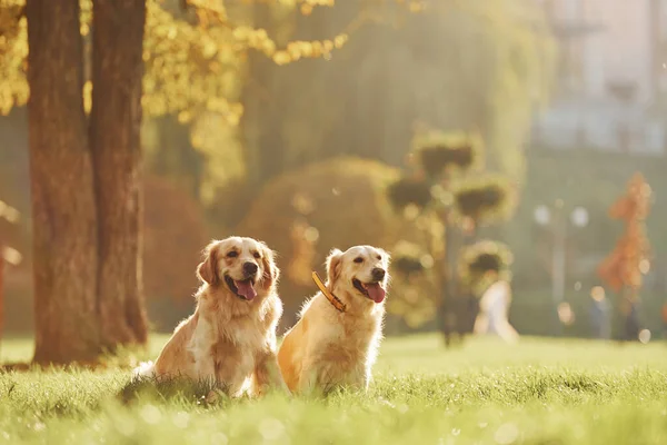Twee Prachtige Golden Retriever Honden Wandelen Samen Het Park — Stockfoto