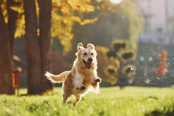 Photo Motion Running Beautiful Golden Retriever Dog Have Walk Outdoors — Stock Photo, Image