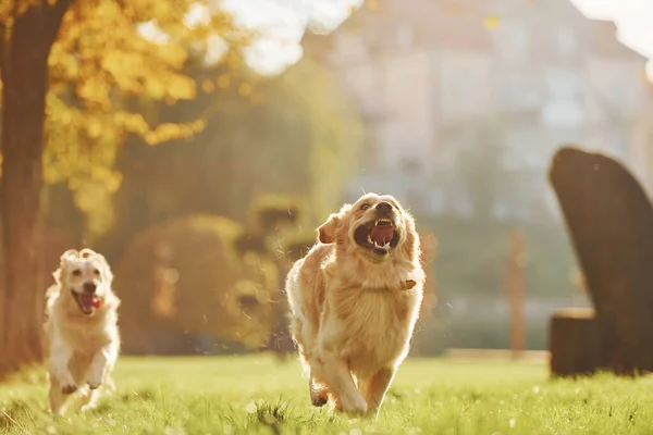 Біг Разом Два Прекрасні Золотошукачі Собак Разом Гуляють Надворі Парку — стокове фото