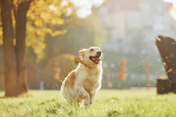 Zdjęcie Ruchu Ucieczka Piękny Pies Golden Retriever Spaceruje Parku Świeżym — Zdjęcie stockowe