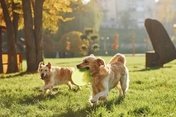 Bieganie Frisbee Dwa Piękne Psy Golden Retriever Spacerują Razem Parku — Zdjęcie stockowe