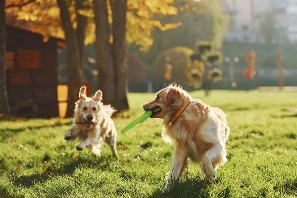 Courir Avec Frisbee Deux Beaux Chiens Golden Retriever Font Une — Photo