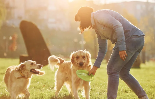 Spelar Frisbee Kvinna Promenad Med Två Golden Retriever Hundar Parken — Stockfoto