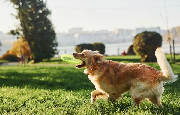 Foto Movimiento Corriendo Hermoso Perro Golden Retriever Tener Paseo Aire —  Fotos de Stock
