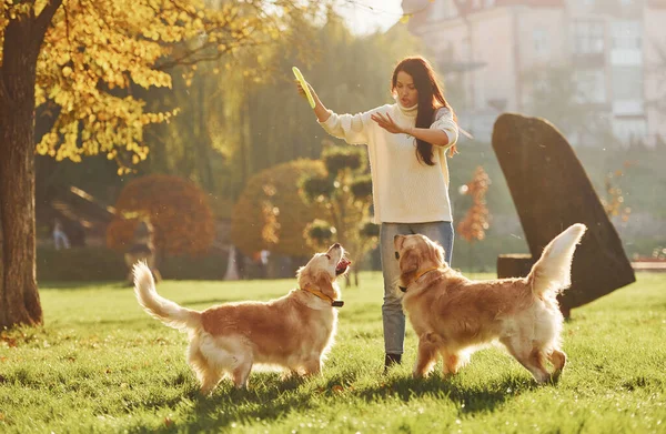 Jogar Frisbee Mulher Tem Passeio Com Dois Cães Golden Retriever — Fotografia de Stock