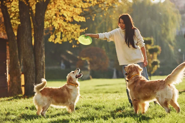 Jugando Frisbee Mujer Dar Paseo Con Dos Perros Golden Retriever — Foto de Stock