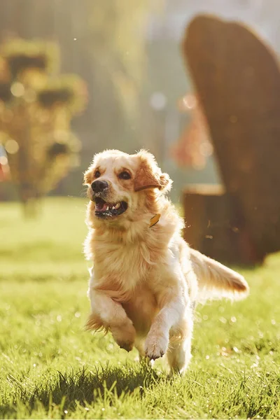 Photo Motion Running Beautiful Golden Retriever Dog Have Walk Outdoors — Stock Photo, Image