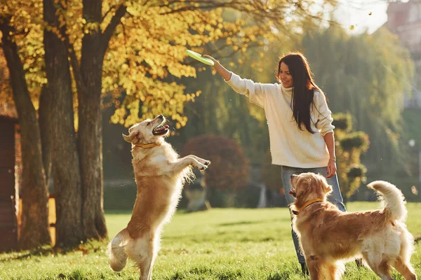 Jugando Frisbee Mujer Dar Paseo Con Dos Perros Golden Retriever — Foto de Stock