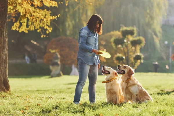 Jogar Frisbee Mulher Tem Passeio Com Dois Cães Golden Retriever — Fotografia de Stock