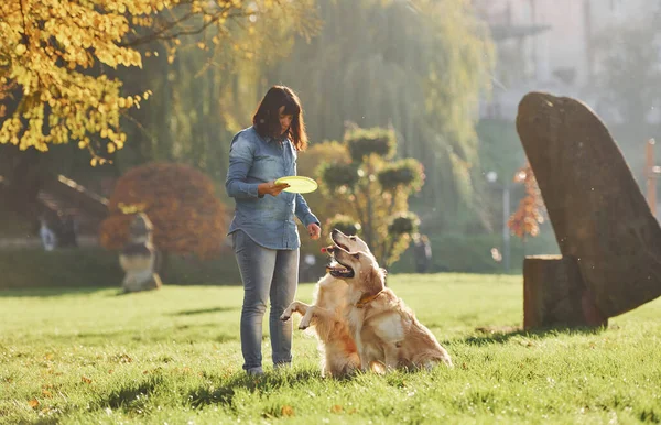 Jogar Frisbee Mulher Tem Passeio Com Dois Cães Golden Retriever — Fotografia de Stock