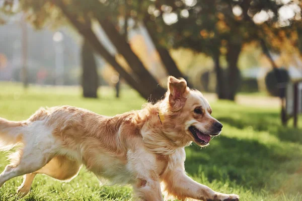 Fotka Pohybu Běží Krásný Zlatý Retrívr Pes Mají Procházku Venku — Stock fotografie