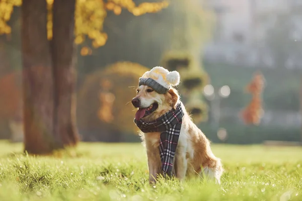 In hat and scarf. Beautiful Golden Retriever dog have a walk outdoors in the park.