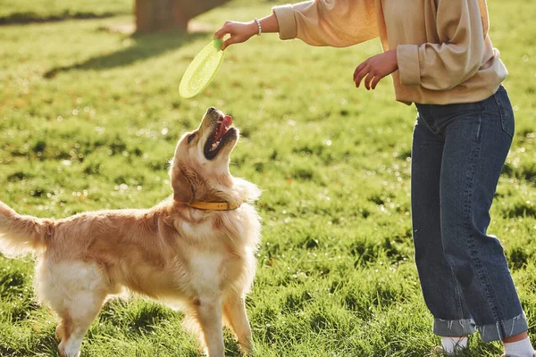 Gra Frisbee Młoda Kobieta Spaceruje Golden Retriever Parku — Zdjęcie stockowe