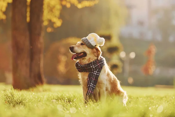 Шляпе Шарфе Собака Породы Золотой Ретривер Прогуливается Парке — стоковое фото