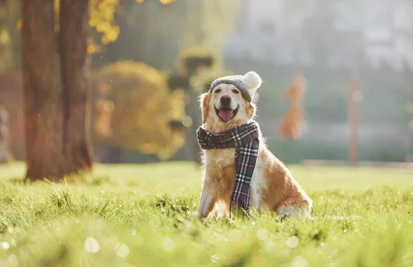 Hat Scarf Beautiful Golden Retriever Dog Have Walk Outdoors Park — Stock Photo, Image