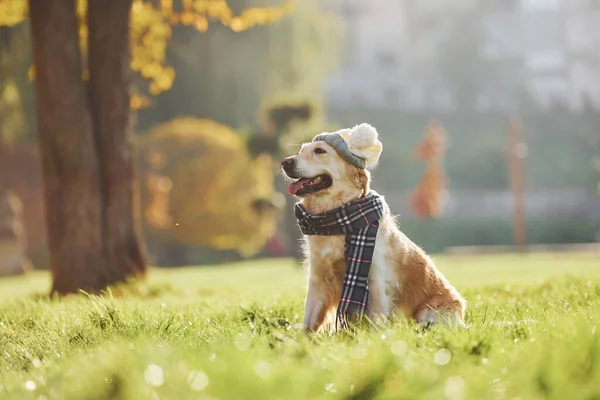 In hat and scarf. Beautiful Golden Retriever dog have a walk outdoors in the park.