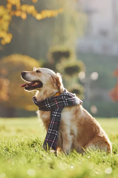 Шарфе Собака Породы Золотой Ретривер Прогуливается Парке — стоковое фото