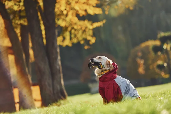 Kleren Mooie Golden Retriever Hond Hebben Een Wandeling Buiten Het — Stockfoto
