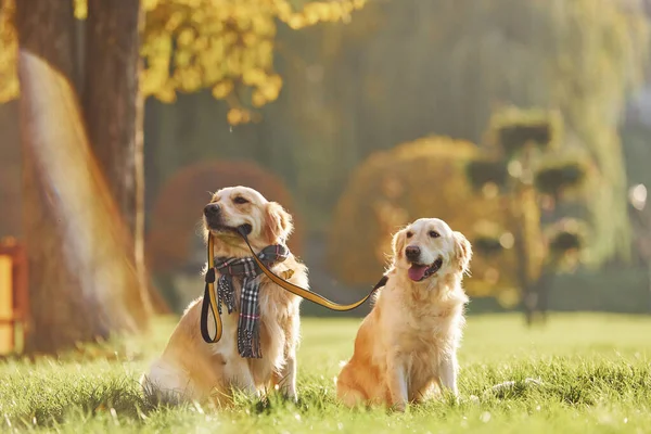 Houdt Kraag Mond Twee Prachtige Golden Retriever Honden Wandelen Samen — Stockfoto