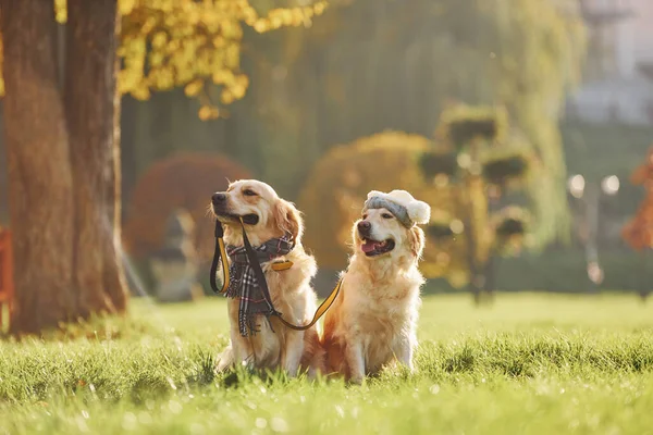 Houdt Kraag Mond Twee Prachtige Golden Retriever Honden Wandelen Samen — Stockfoto