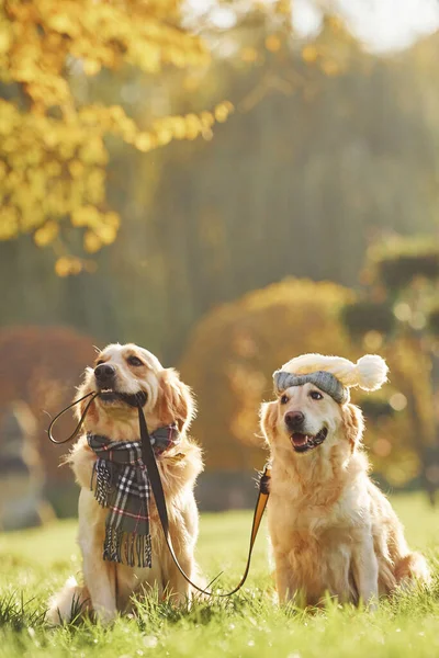 Houdt Kraag Mond Twee Prachtige Golden Retriever Honden Wandelen Samen — Stockfoto