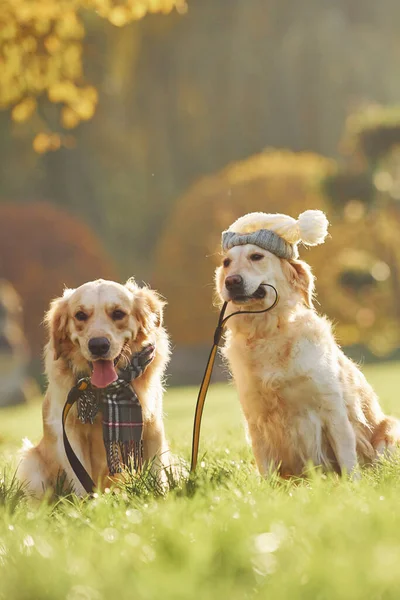 Тримають Комір Роті Два Прекрасні Золотошукачі Собак Разом Гуляють Надворі — стокове фото