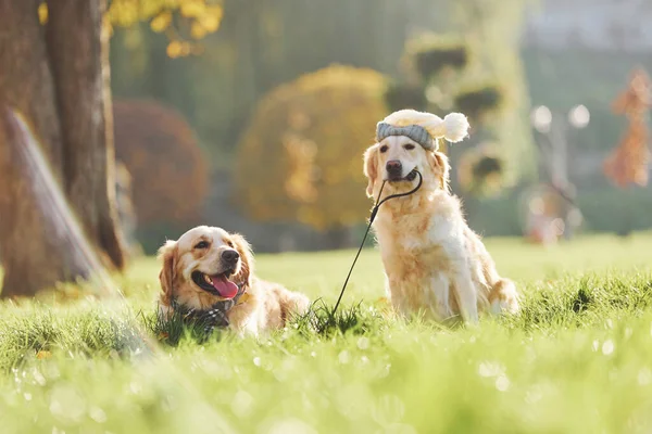 Houdt Kraag Mond Twee Prachtige Golden Retriever Honden Wandelen Samen — Stockfoto