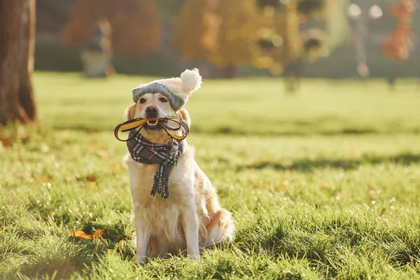 Одежде Собака Породы Золотой Ретривер Прогуливается Парке — стоковое фото