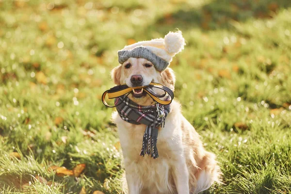 Clothes Beautiful Golden Retriever Dog Have Walk Outdoors Park — Stock Photo, Image