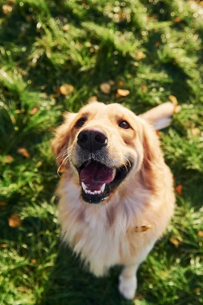 Top View Beautiful Golden Retriever Dog Have Walk Outdoors Park — Stock Photo, Image