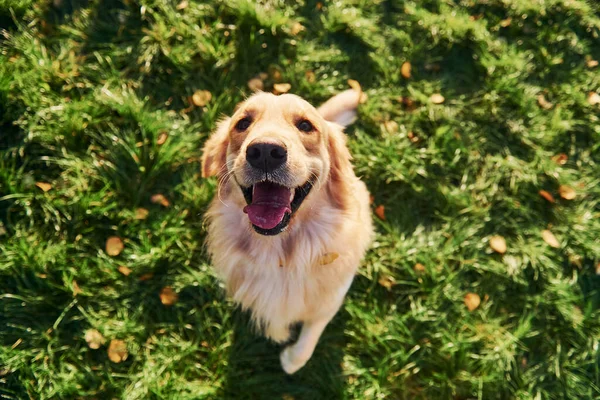 顶部视图 漂亮的金毛猎犬在公园里散步 — 图库照片