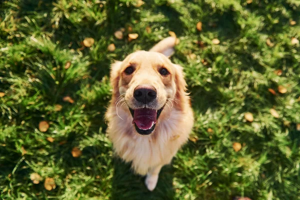 站在腿上 漂亮的金毛猎犬在公园里散步 — 图库照片