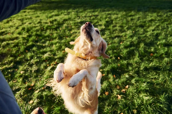 Standing Legs Beautiful Golden Retriever Dog Have Walk Outdoors Park — Stock Photo, Image