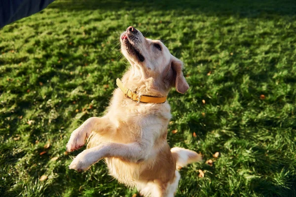Stoję Nogach Piękny Pies Golden Retriever Spaceruje Parku Świeżym Powietrzu — Zdjęcie stockowe