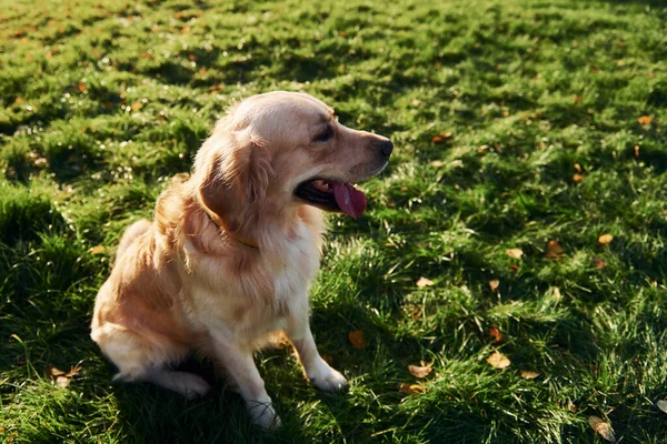 Piękny Pies Golden Retriever Spaceruje Parku Świeżym Powietrzu — Zdjęcie stockowe
