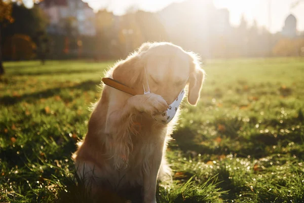 Masce Ochronnej Poczęcie Kwarantanny Piękny Pies Golden Retriever Spaceruje Parku — Zdjęcie stockowe